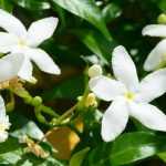 Jasmim: plantação, manutenção, poda