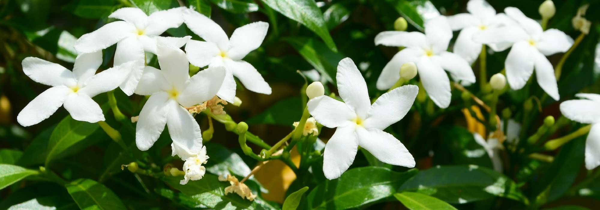 Jasmim: plantação, manutenção, poda