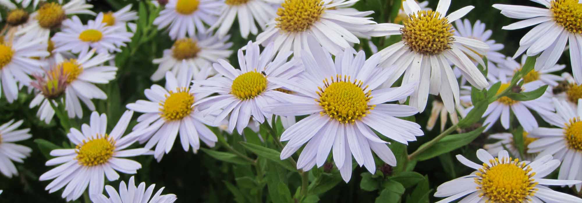 Áster japonês: plantar, cultivar, cuidar