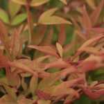 Bambu-Sagrado, Nandina domestica : plantação, poda, manutenção