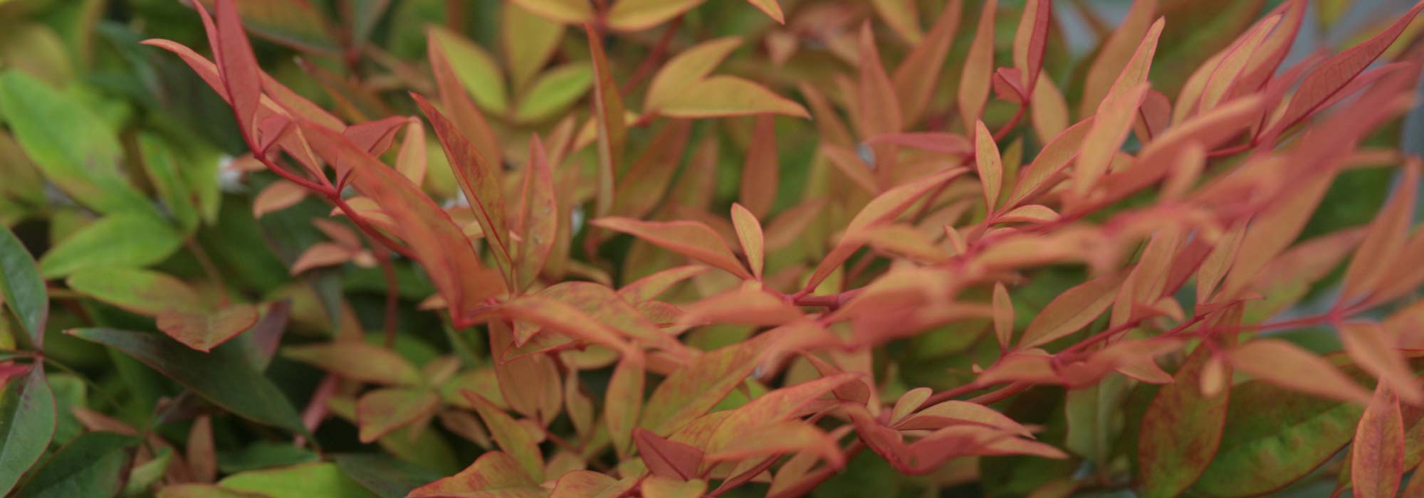Bambu-Sagrado, Nandina domestica : plantação, poda, manutenção