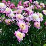 6 dicas para fazer belos ramos de flores de peónias