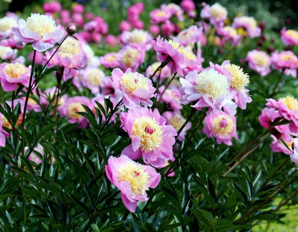 6 dicas para fazer belos ramos de flores de peónias