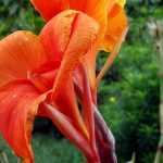 A cana-da-Índia: plantar, cultivar e cuidar