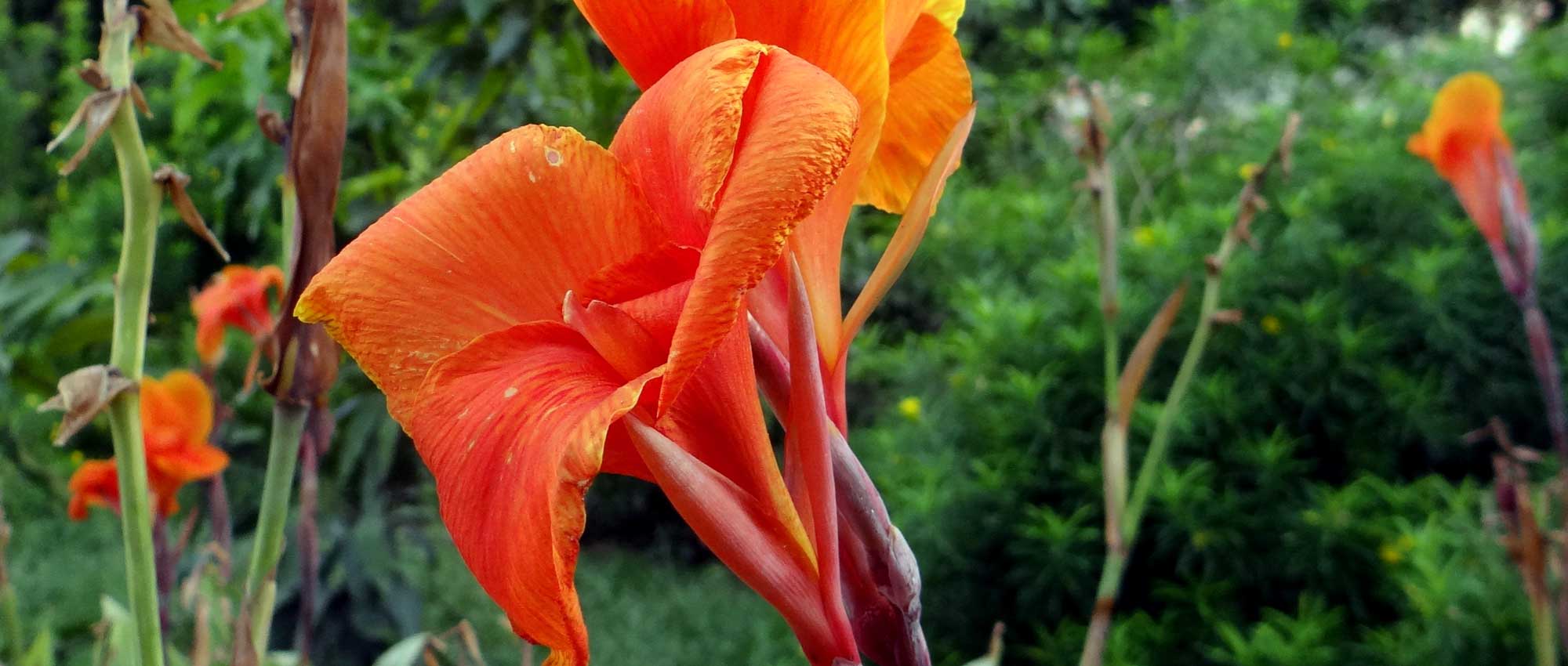 A cana-da-Índia: plantar, cultivar e cuidar