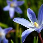 As chionodoxas: plantação, cultura e manutenção