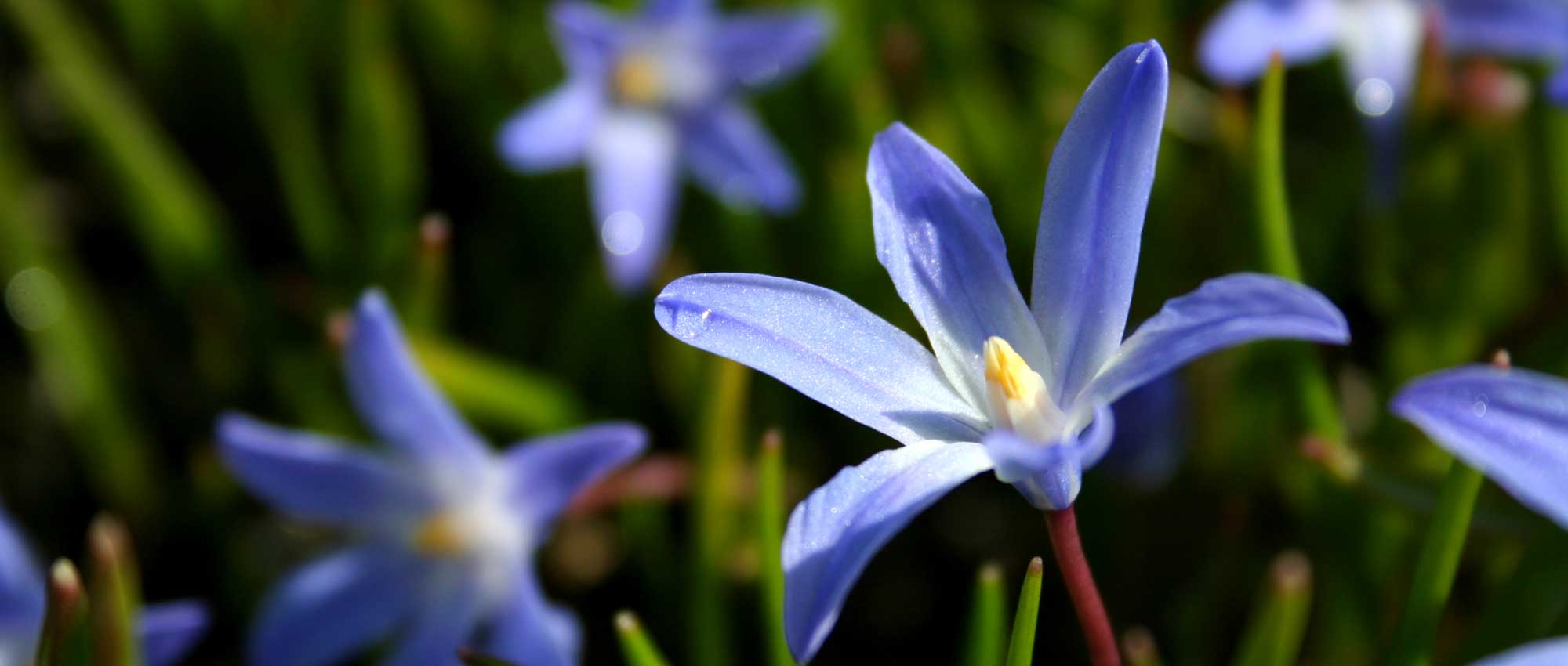 As chionodoxas: plantação, cultura e manutenção