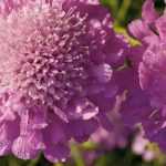 Escabiosa, Scabiosa: semear, plantar e cultivar