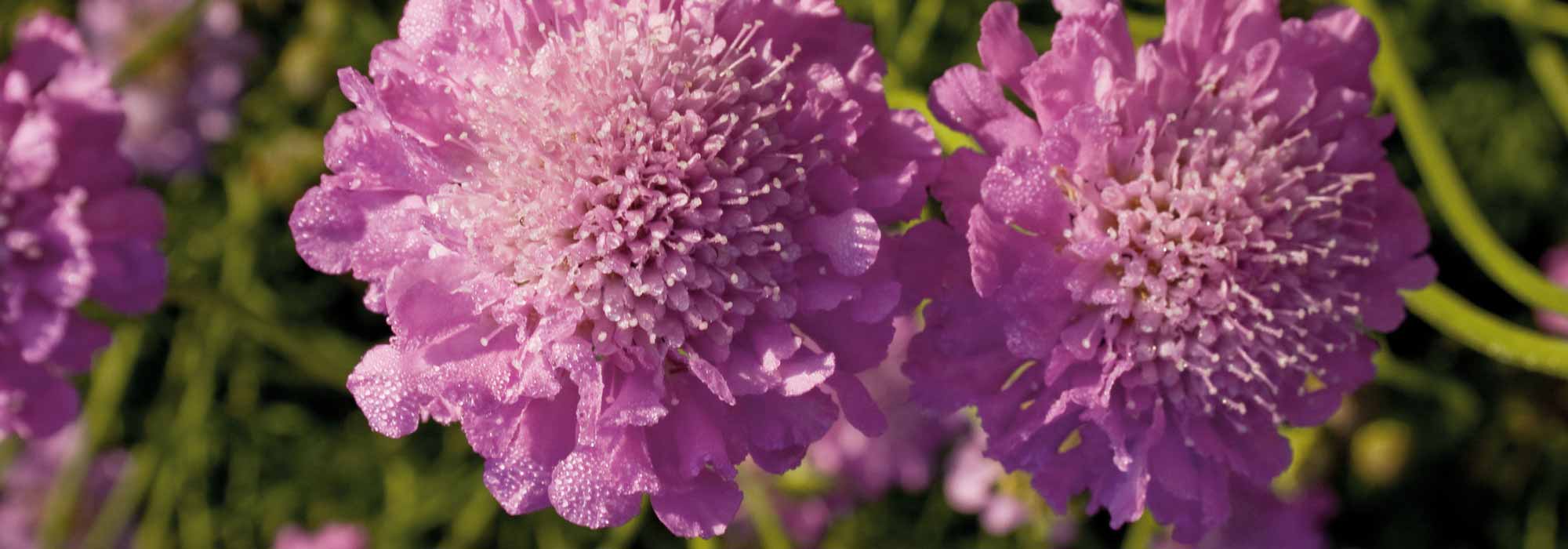 Escabiosa, Scabiosa: semear, plantar e cultivar