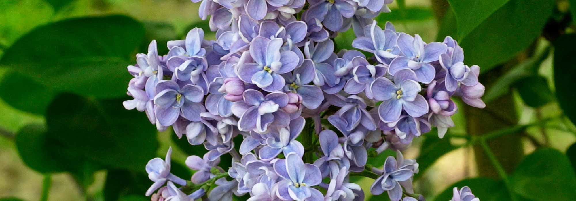 Lilás, Syringa: plantar, podar, tratar