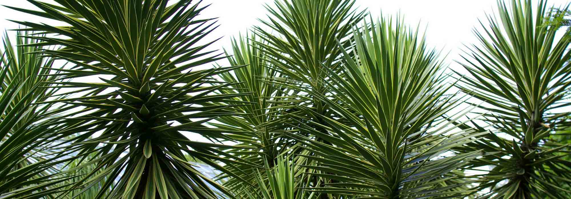 Iúca de exterior: escolha, plantação, manutenção, em vaso ou no jardim