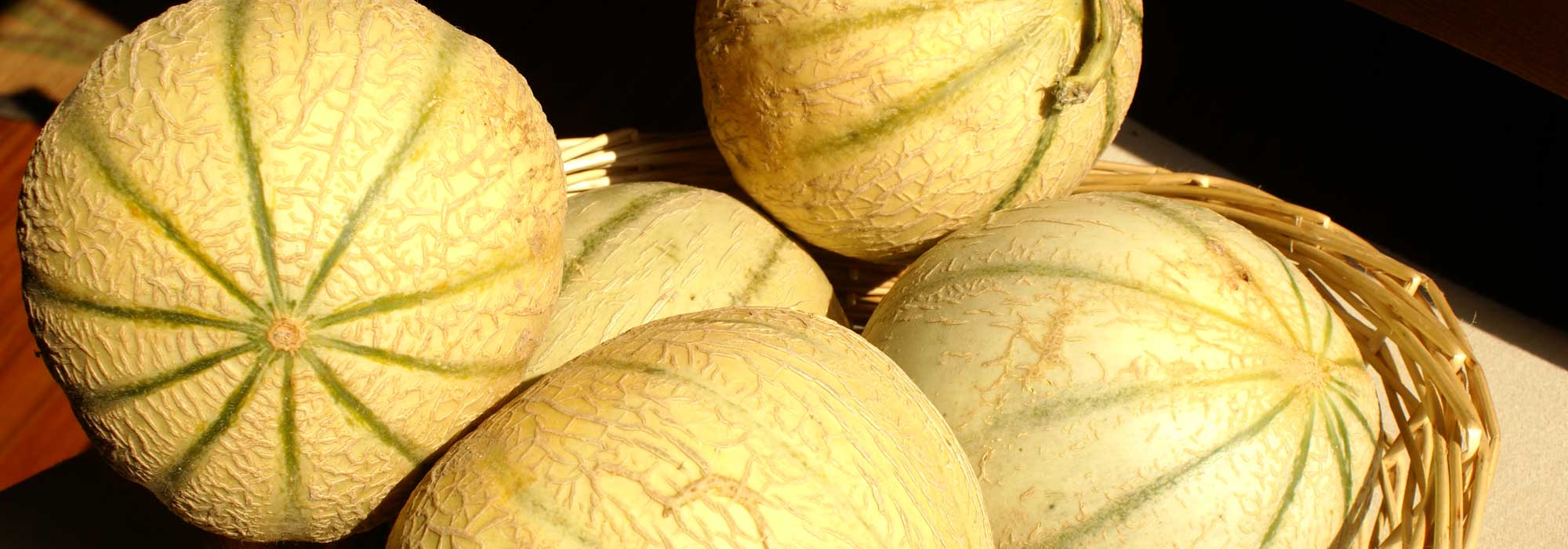 Melão: sementeira, plantação, cultivo e poda