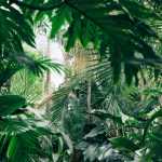 10 plantas exóticas e rústicas para jardim Selva