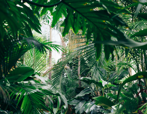 10 plantas exóticas e rústicas para jardim Selva