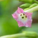 O tabaco, Nicotiana: sementeira, plantação, cultura