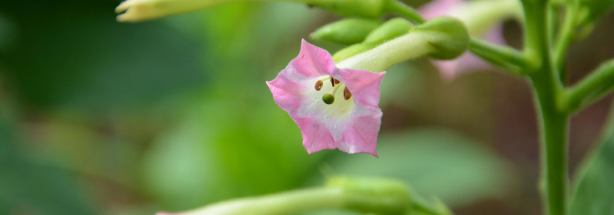 O tabaco, Nicotiana: sementeira, plantação, cultura