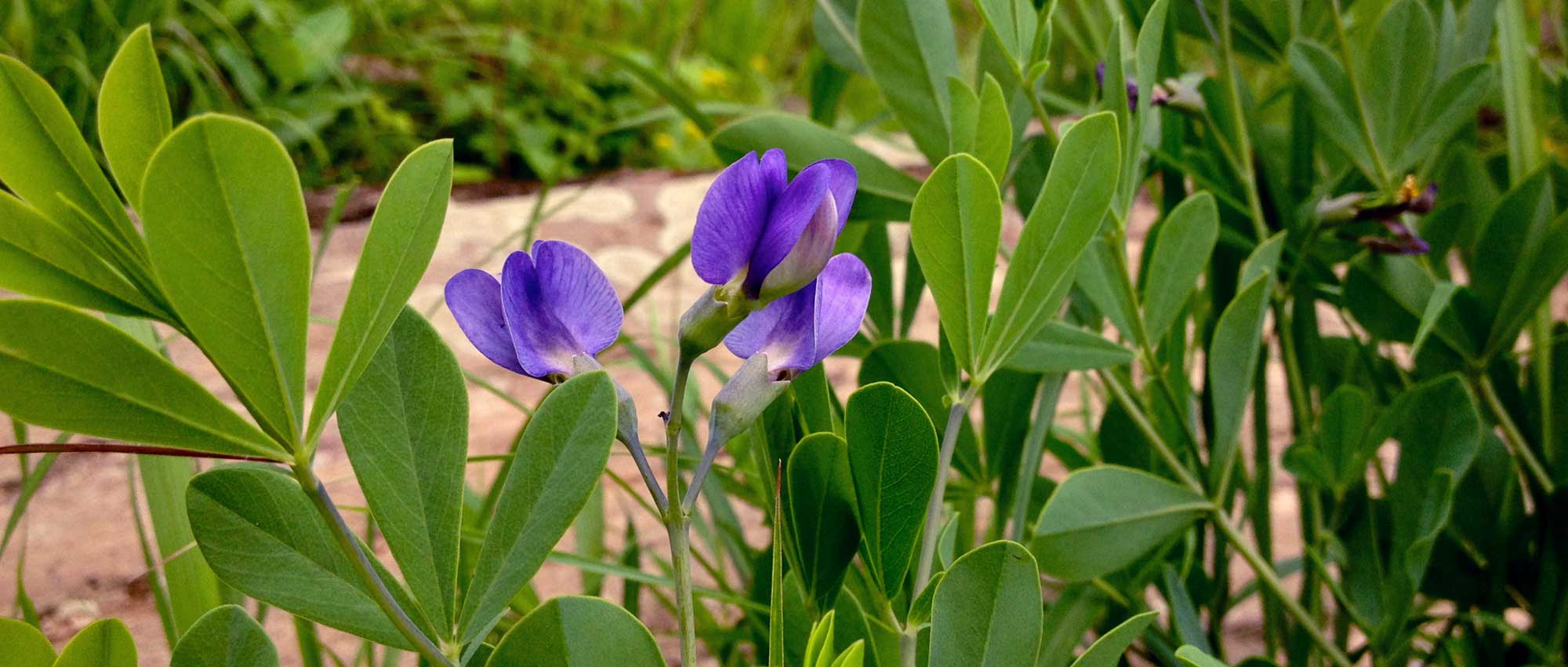 Baptisia ou falso índigo: semear, plantar e cultivar