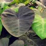 Taro : plantar, cultivar e tratar
