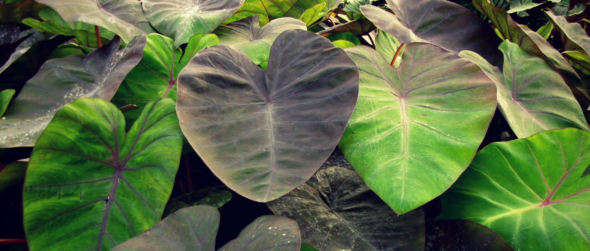Taro : plantar, cultivar e tratar