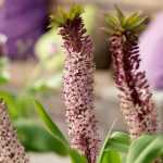 O Eucomis ou lírio-ananás: plantar, cultivar e cuidar