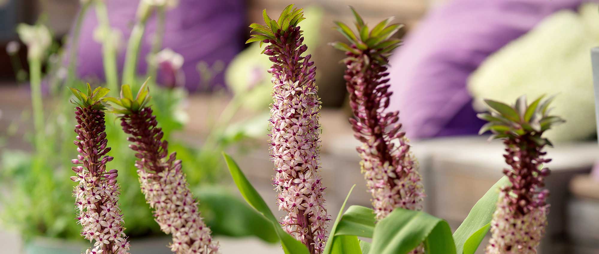 O Eucomis ou lírio-ananás: plantar, cultivar e cuidar