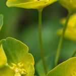Eufórbias: plantar, cultivar e cuidar