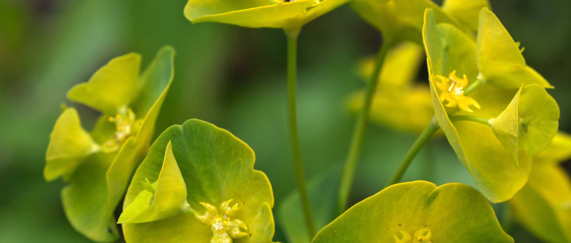 Eufórbias: plantar, cultivar e cuidar