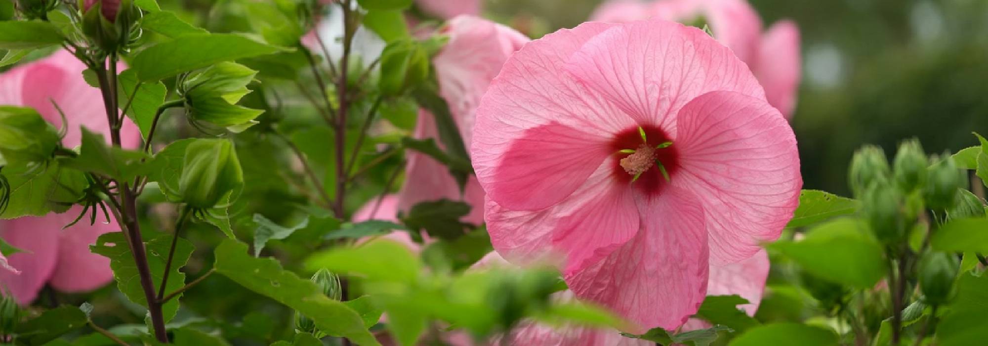 Hibisco, hibisco-da-síria: plantar, cultivar e cuidar