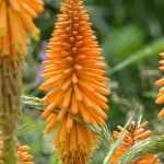 Tritoma, Kniphofia: plantar, cultivar, tratar