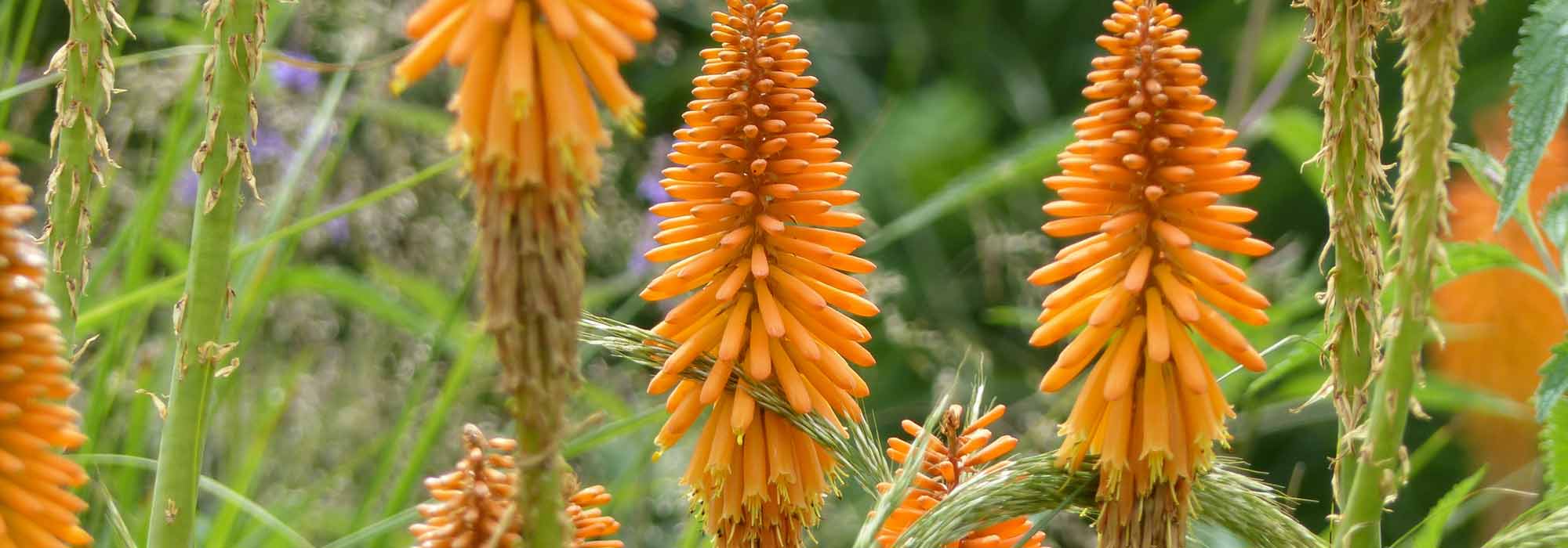 Tritoma, Kniphofia: plantar, cultivar, tratar