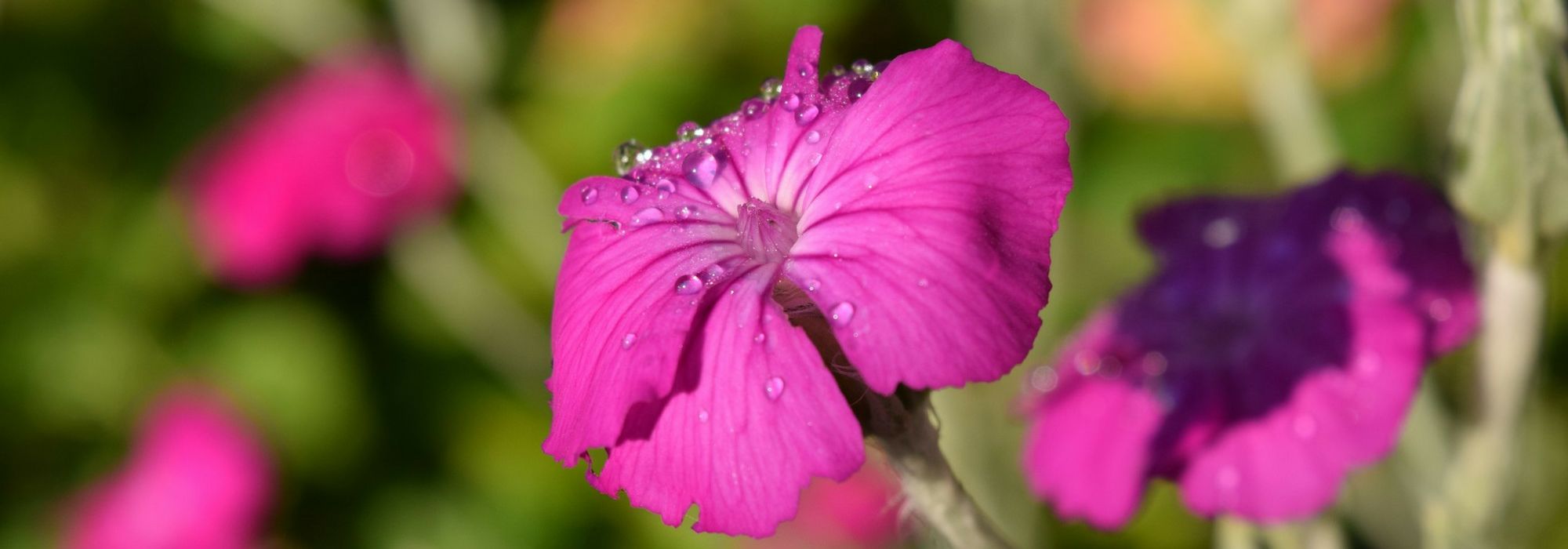 Lychnis, Rosa-dos-céus: plantar, cultivar e cuidar