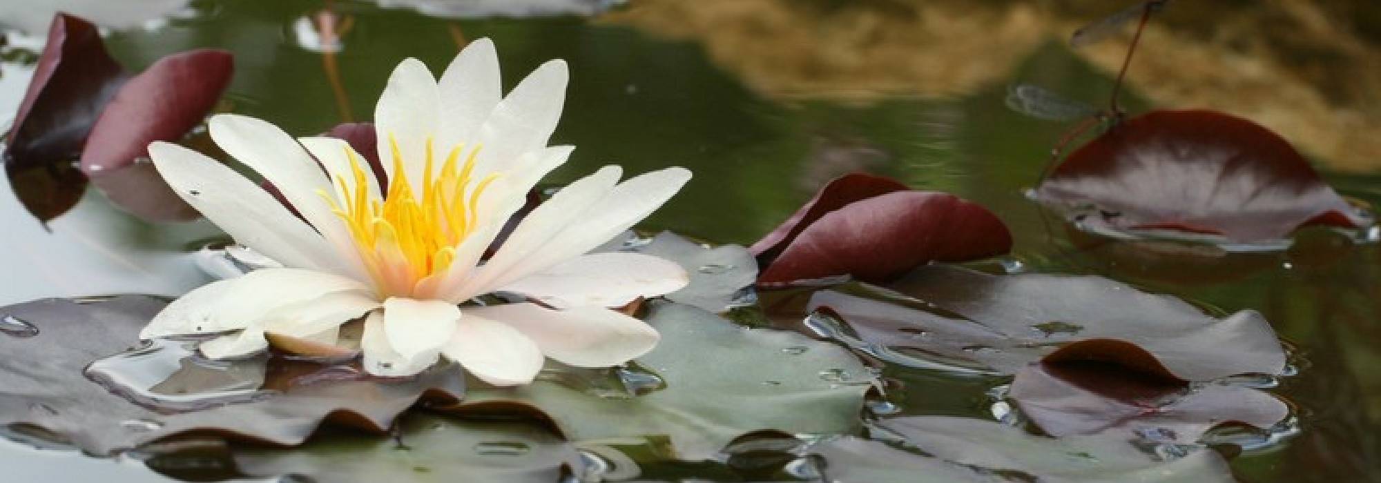 Lago: 10 plantas aquáticas, submersas ou flutuantes