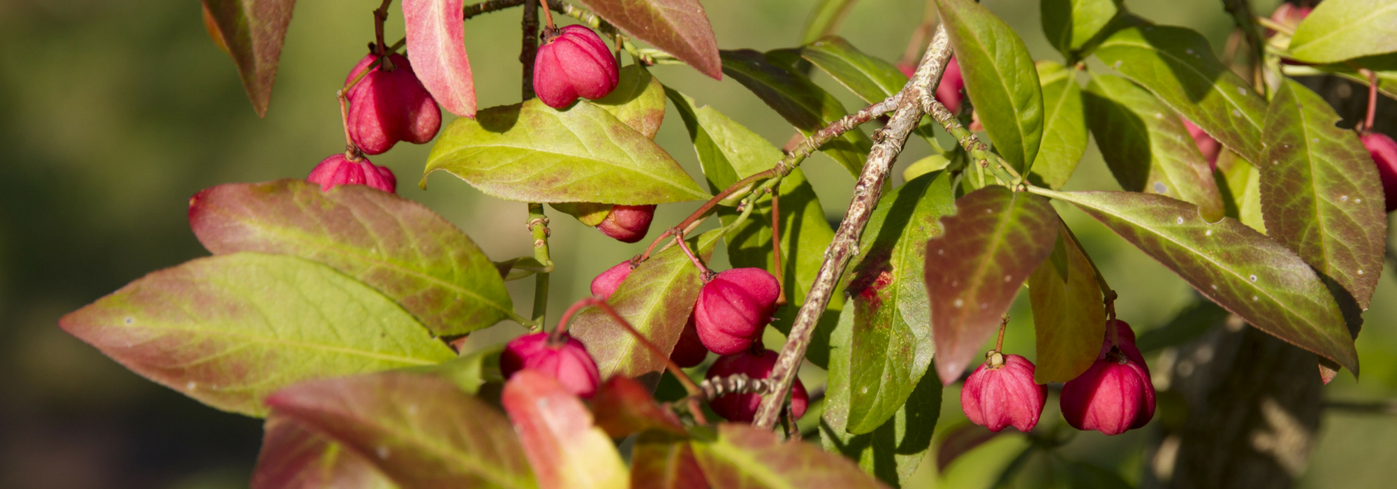 Evónimo, Euonymus : plantar, podar e cuidar