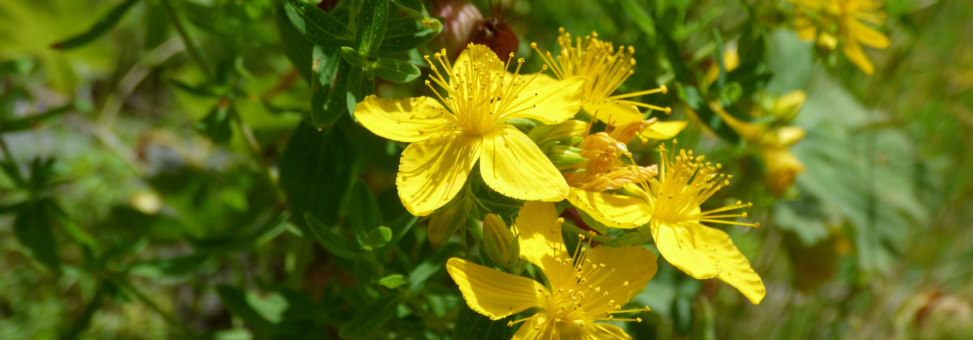 Hypericum, hipericão : plantação, poda, manutenção