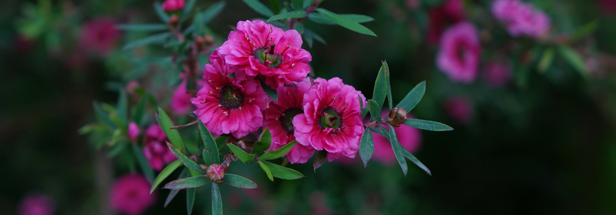 O leptospermo, Leptospermum: plantar, podar e cuidar