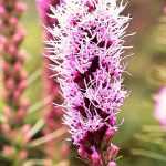 Pena roxa, Liatris spicata: plantação e manutenção