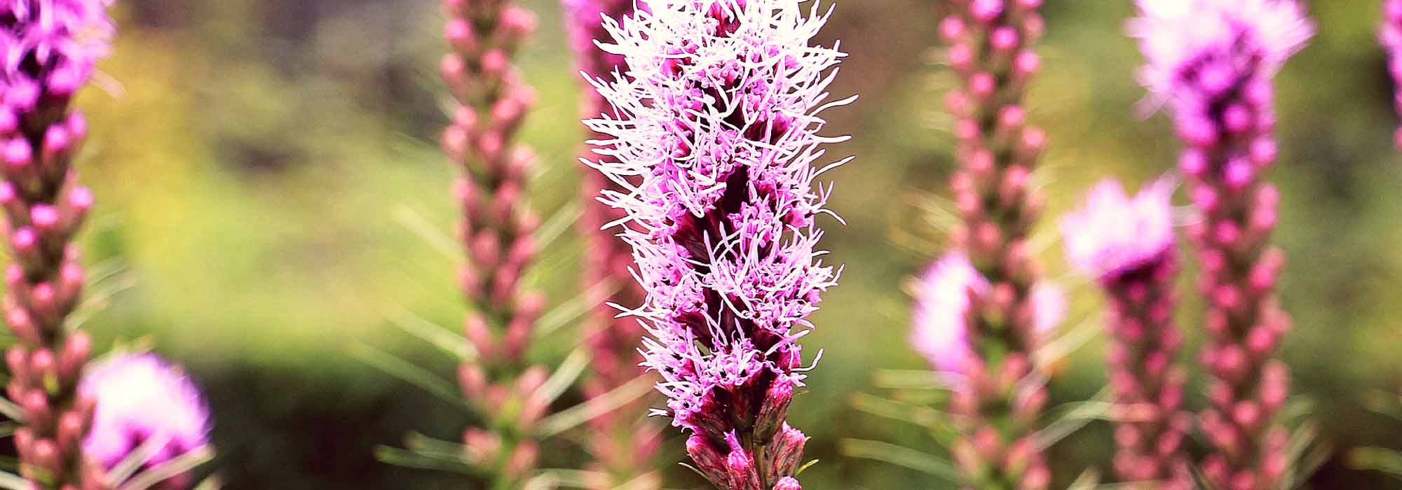 Pena roxa, Liatris spicata: plantação e manutenção