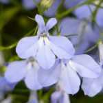 Lobelia, lobélia : sementeira, plantação, cultura, manutenção