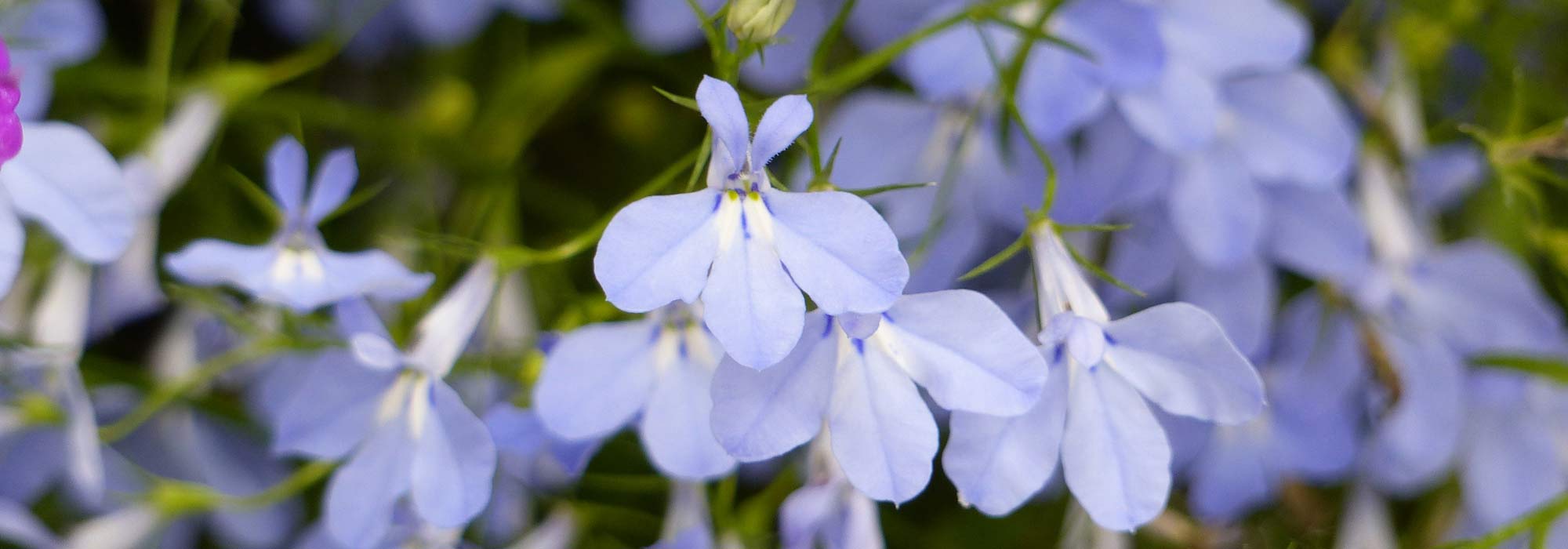 Lobelia, lobélia : sementeira, plantação, cultura, manutenção