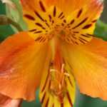 Lírio-dos-incas, alstroeméria: plantar, cultivar, tratar