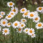Margarida, Leucanthemum: plantar e tratar