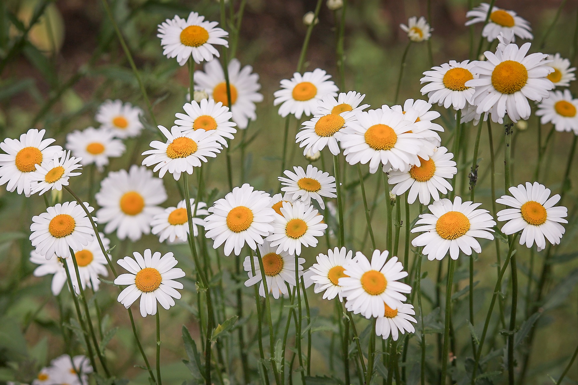 Margarida, Leucanthemum: plantar e tratar