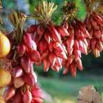 Cebola: sementeira, plantação, cultivo, colheita