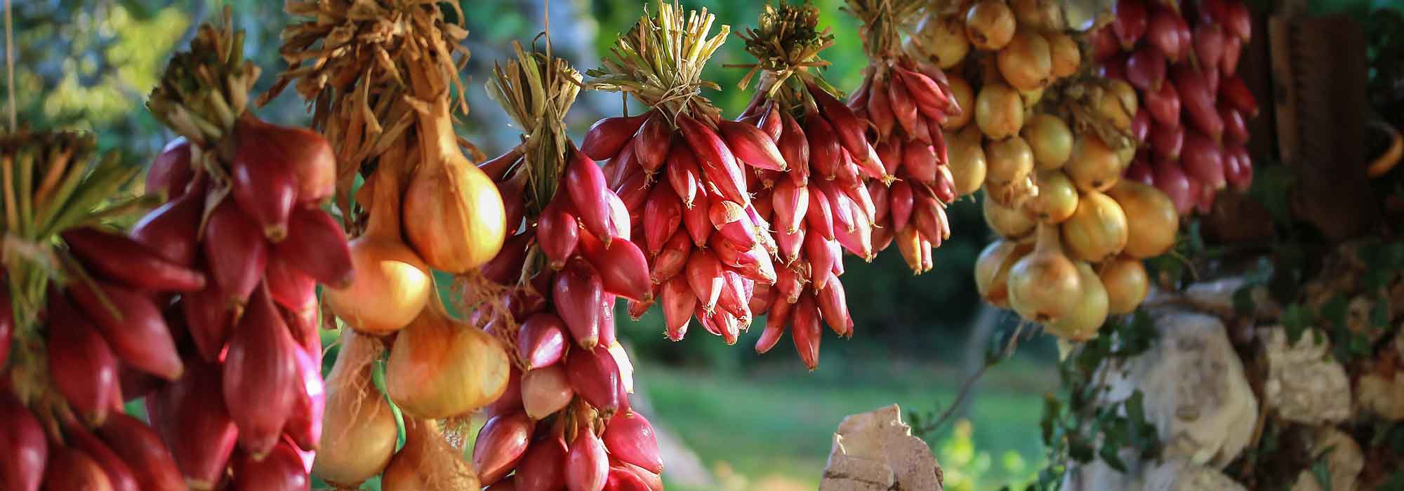 Cebola: sementeira, plantação, cultivo, colheita