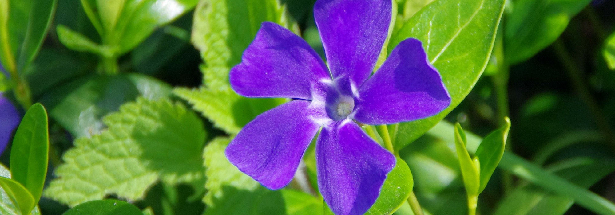 Pervinca: plantar, cultivar e manter