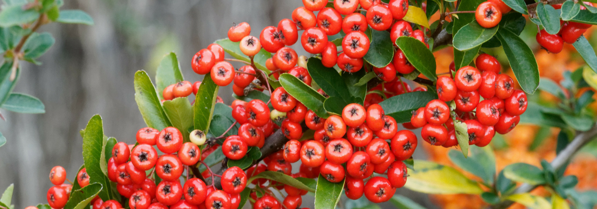 Pyracantha, piracanta : plantar, podar e cuidar