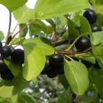 Rhamnus, Espinheiro-cerval, Frângula: plantar, podar e cuidar