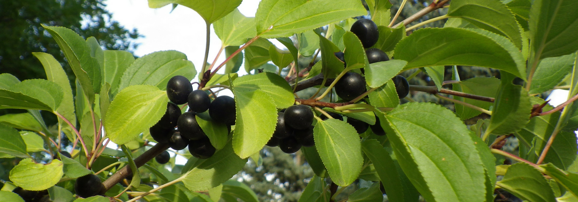 Rhamnus, Espinheiro-cerval, Frângula: plantar, podar e cuidar