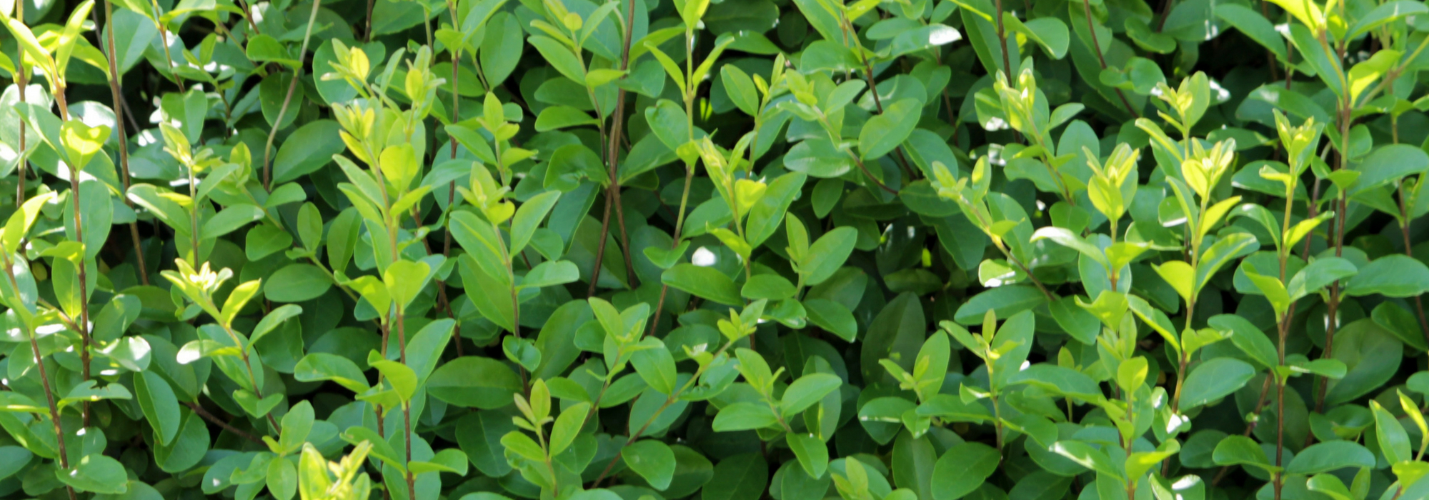 Alfeneiro, Ligustrum: plantar, podar e cuidar