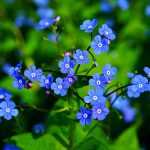 Brunnera, brunera: plantação, cultura e manutenção